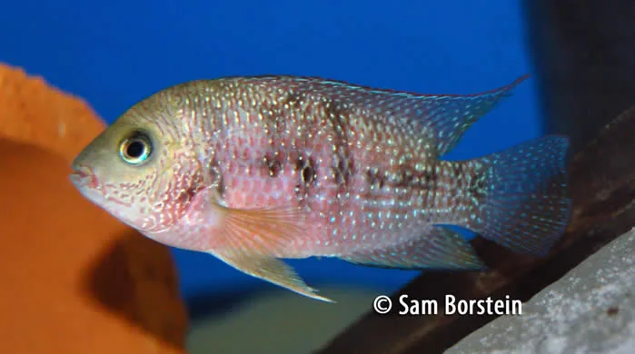 Cryptoheros panamensis