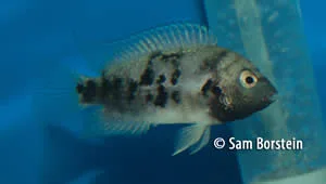 Cryptoheros panamensis Female
