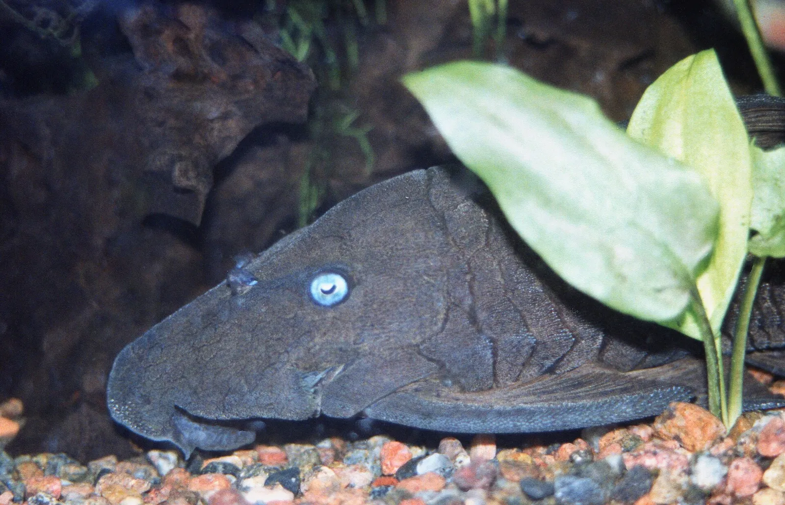 Blue-Eyed Royal Pleco (Panaque cochliodon)