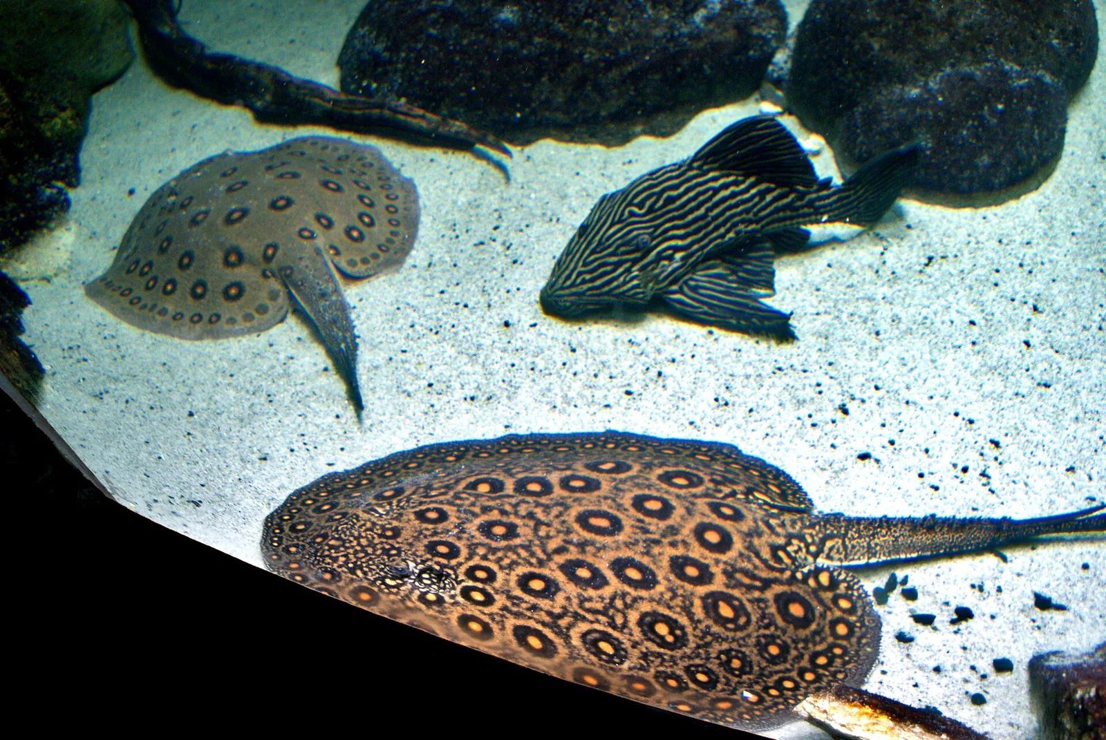 Royal Pleco (Panaque nigrolineatus)
