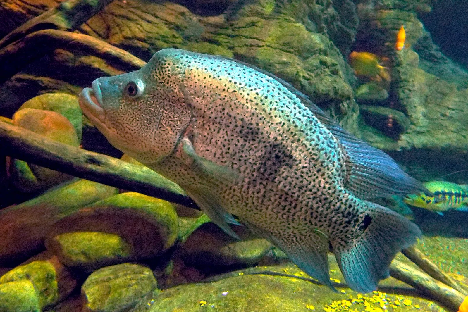 Wolf cichlid (Parachromis dovii)