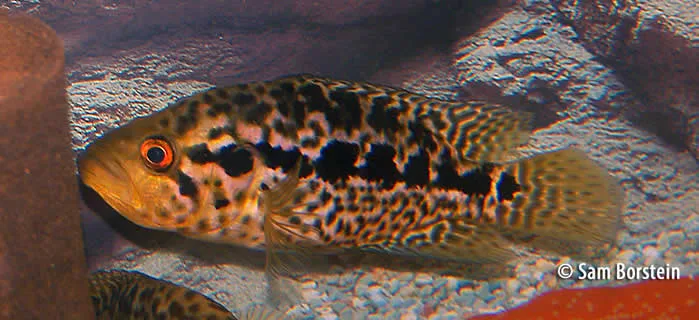 Parachromis managuensis