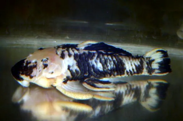 Chubby pleco (Parancistrus aurantiacus)