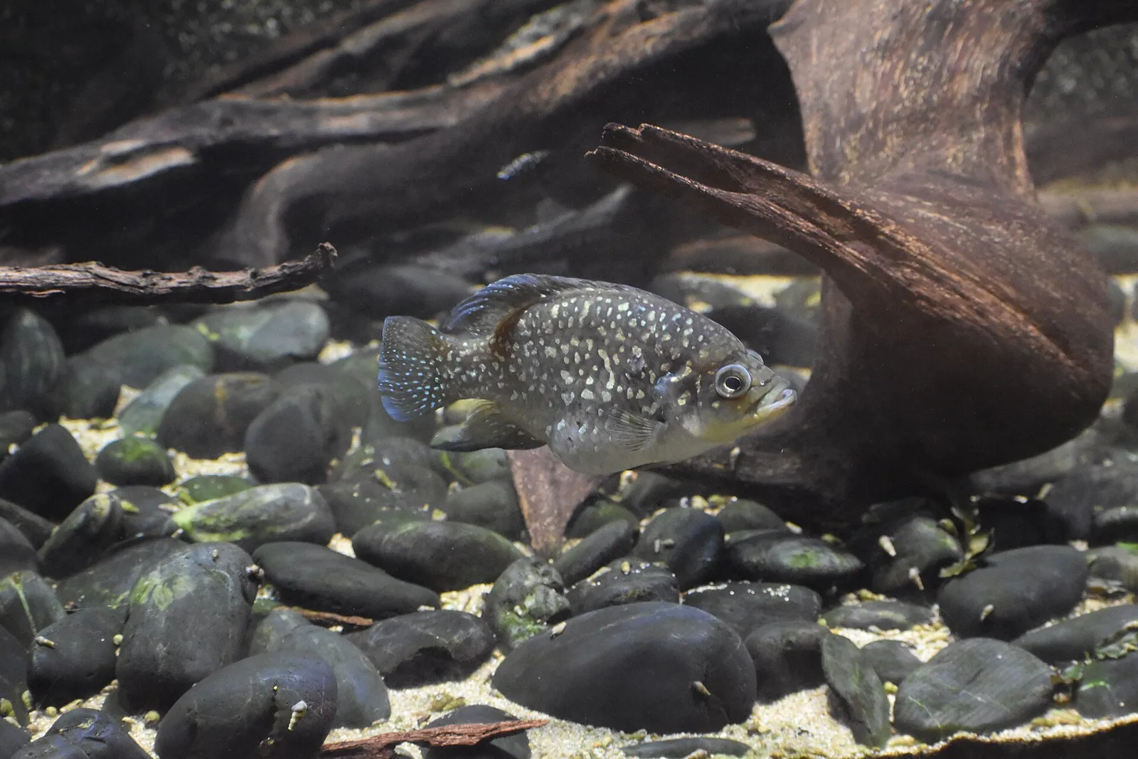 Paratilapia polleni