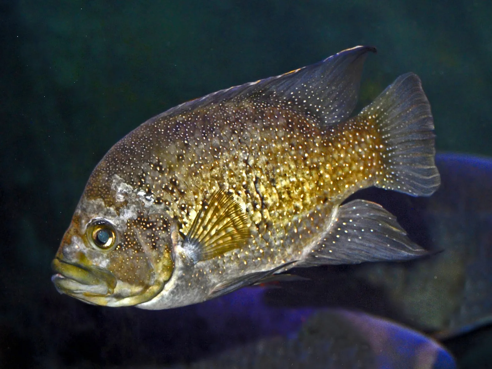 Paratilapia polleni