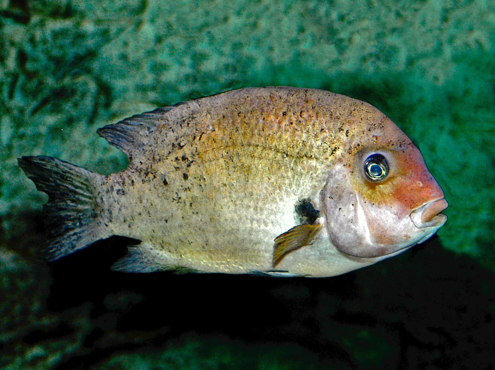 Paretroplus damii