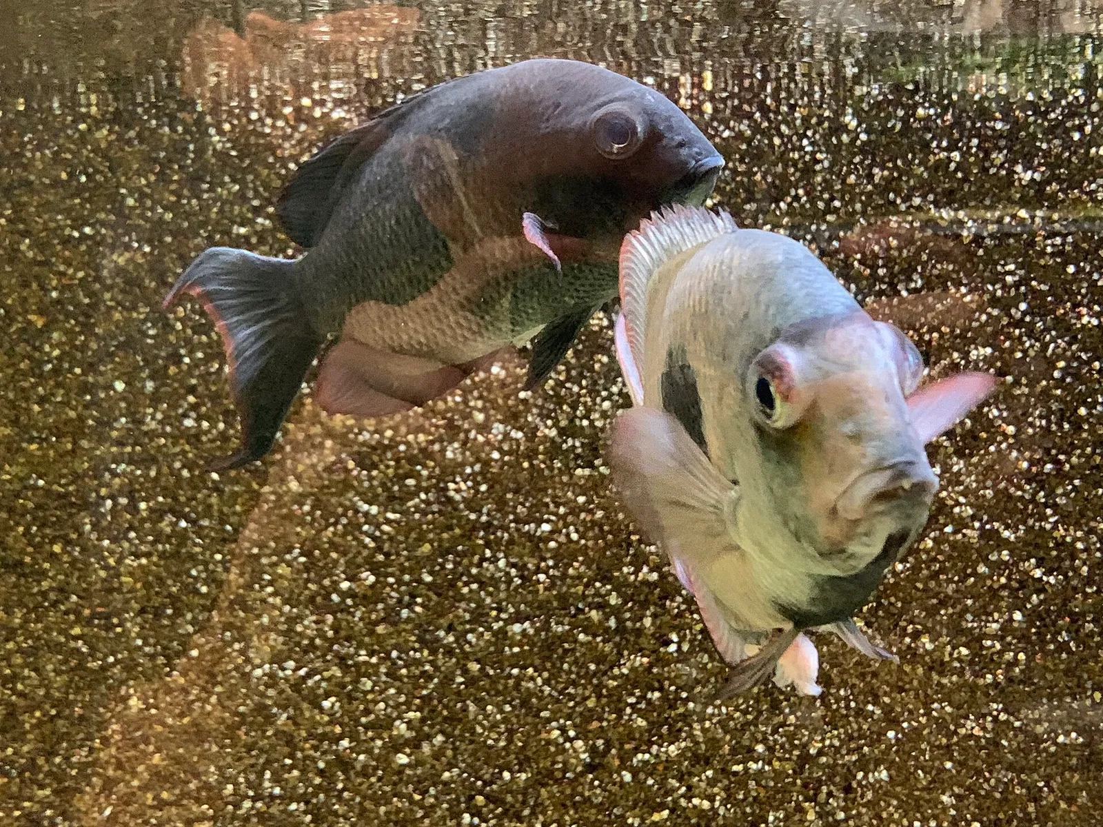 Spotted damba (Paretroplus maculatus)