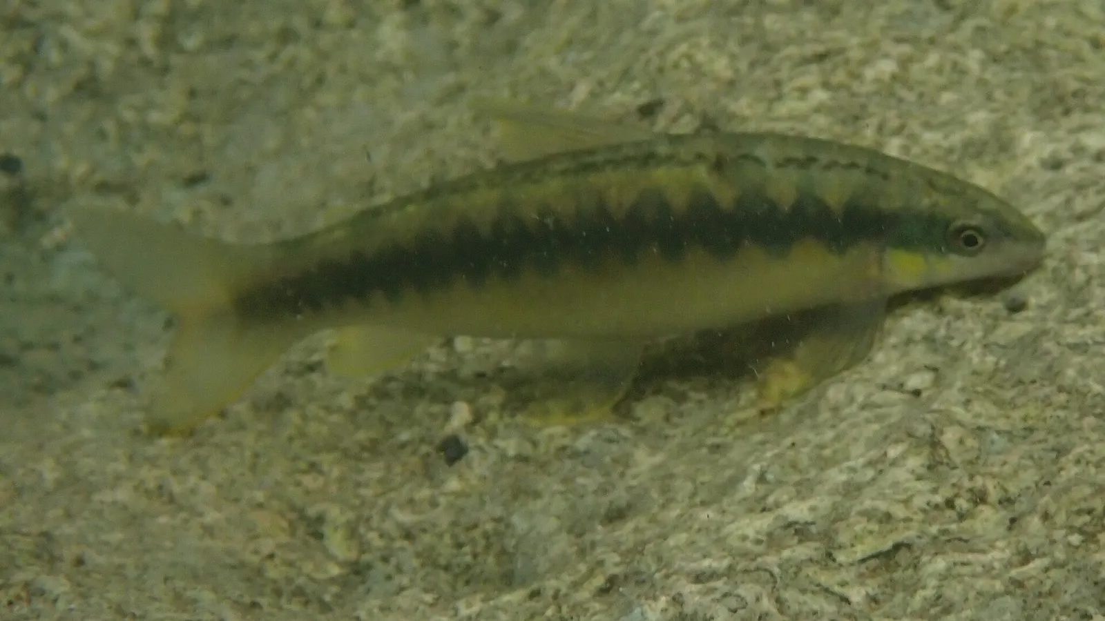 Foxnose characin (Parodon nasus)