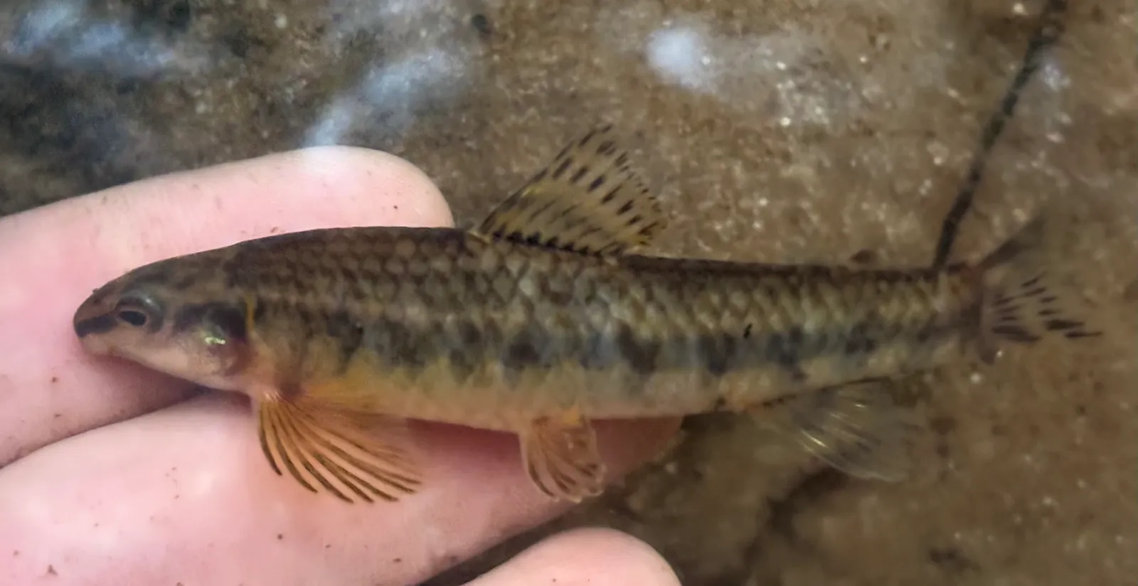 Foxnose characin (Parodon nasus)