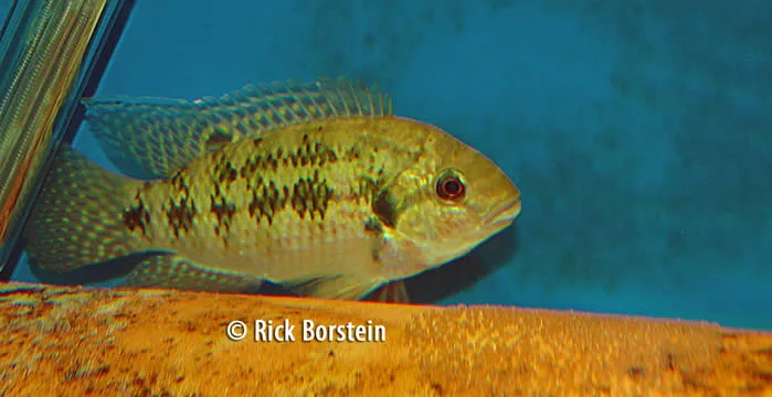 Pelmatochromis nigrofasciatus Female