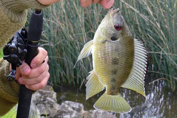 Spotted tilapia (Pelmatolapia mariae)