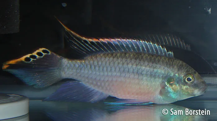 Pelvicachromis pulcher, the Kribensis Cichlid
