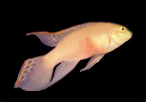 Pelvicachromis pulcher, Albino Form