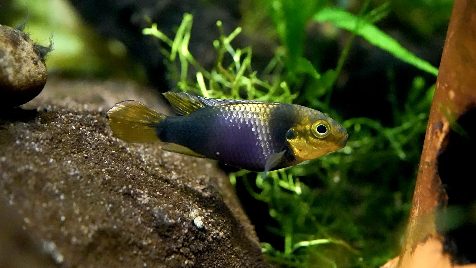 Eyespot krib (Pelvicachromis subocellatus)