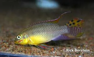 Pelvicachromis taeniatus