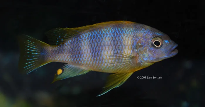 Petrotilapia sp.