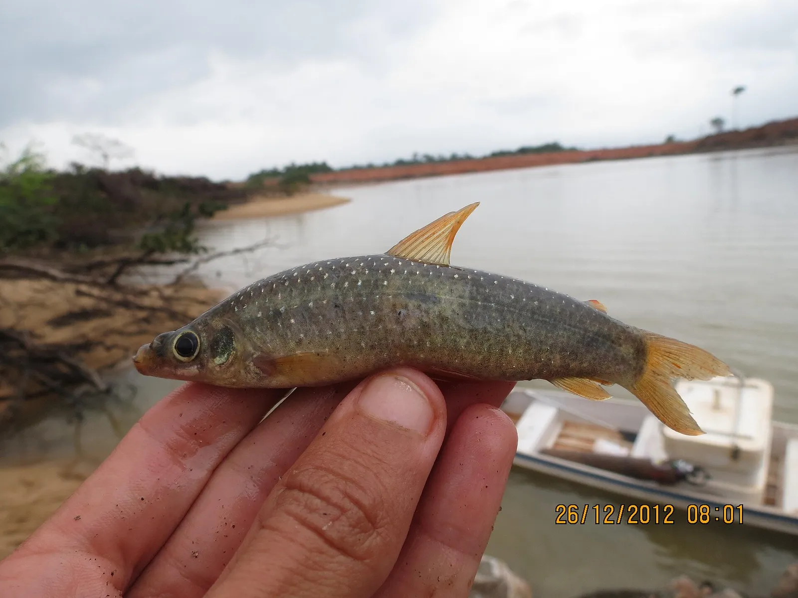 Petulanos intermedius