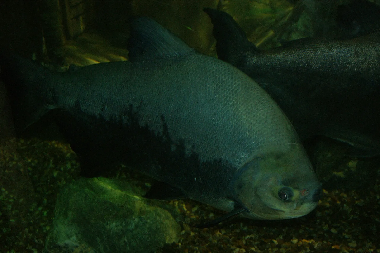 Pirapitinga (Piaractus brachypomus)