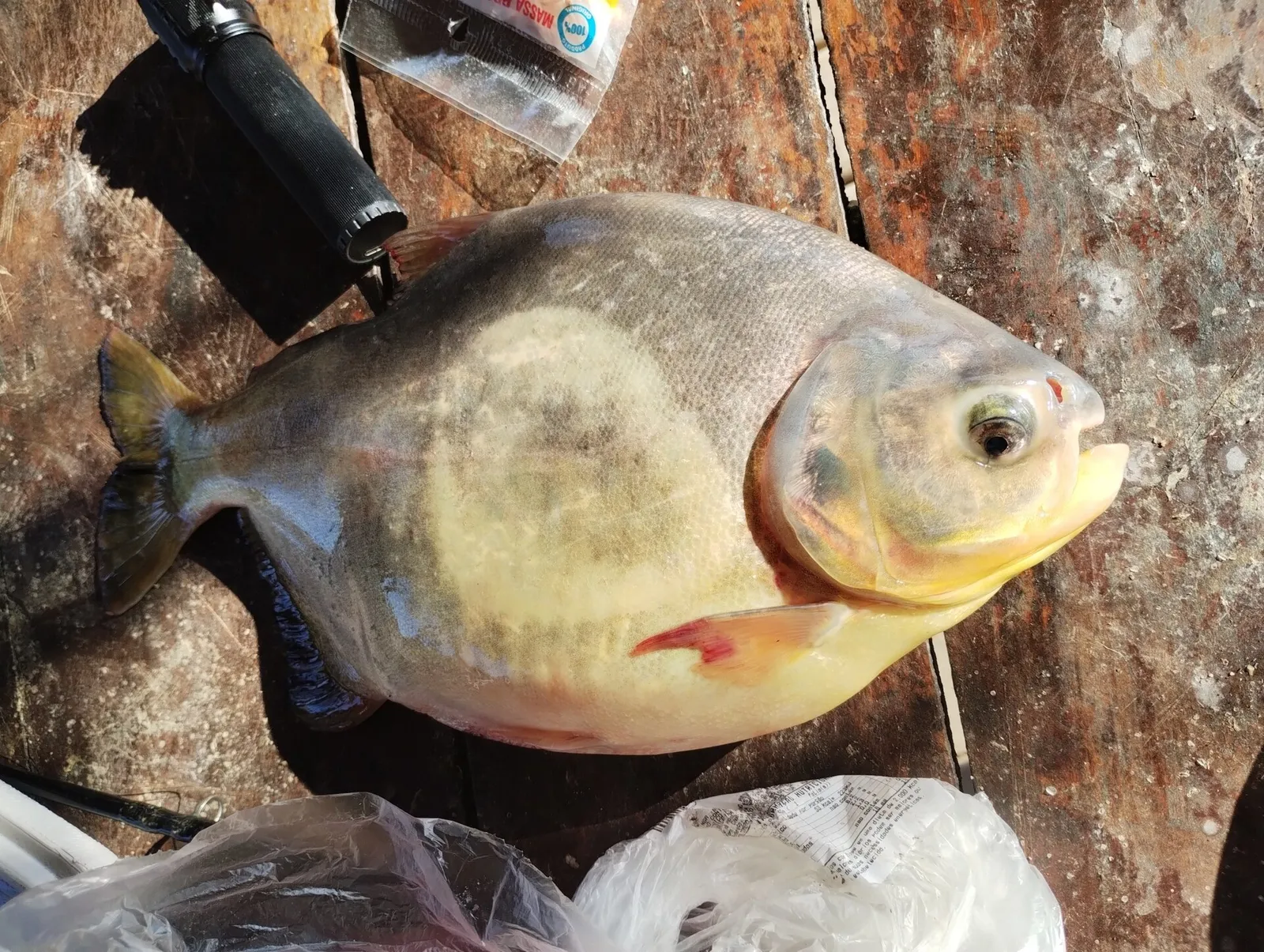 Pacu (Piaractus mesopotamicus)