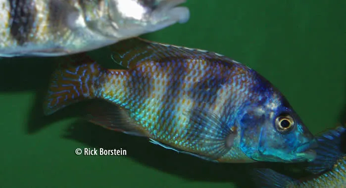 Placidochromis mliomo