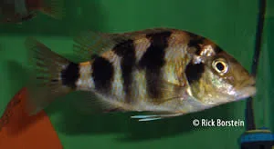 Placidochromis mliomo Female