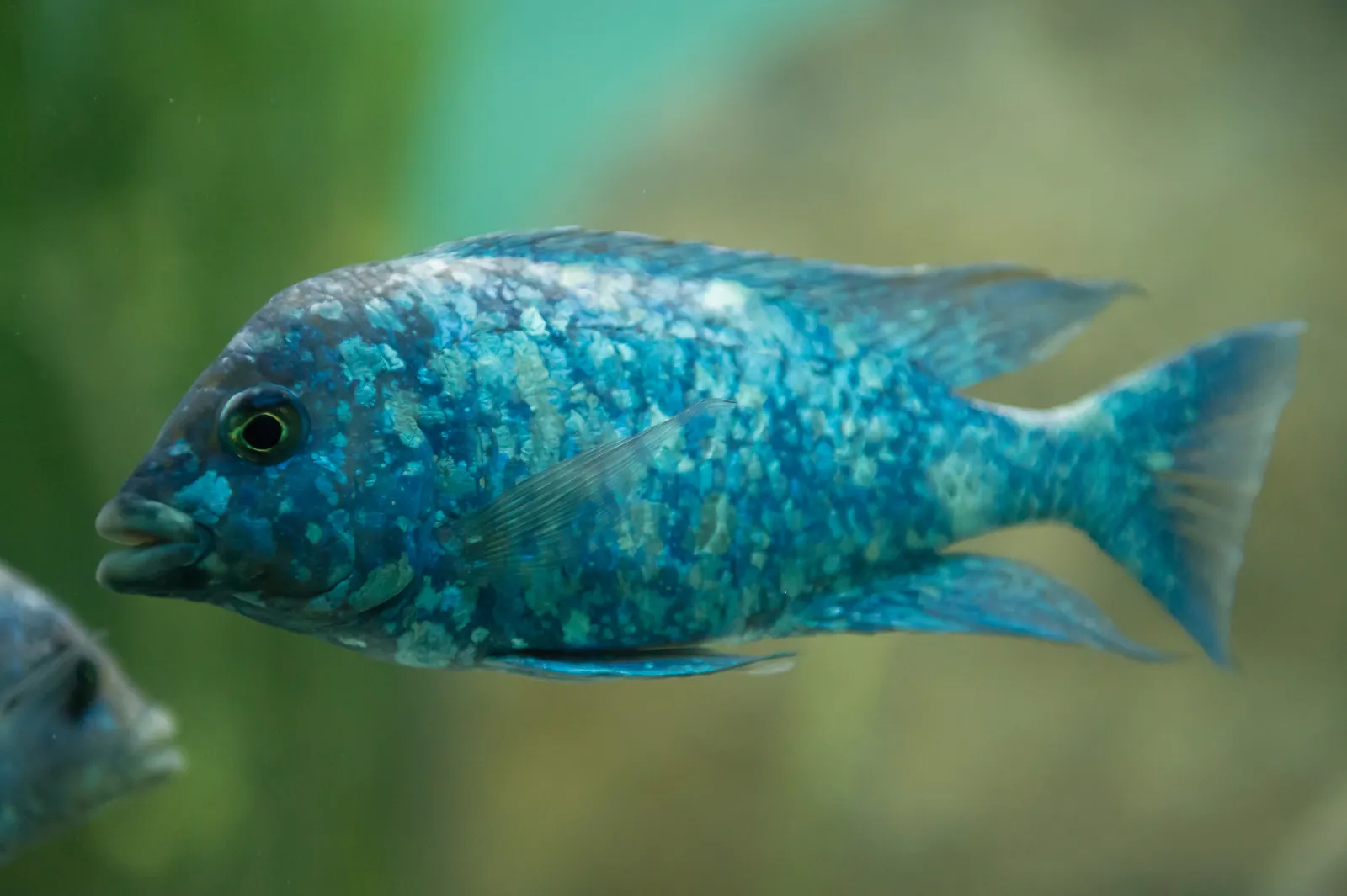 Mdoka white lips (Placidochromis phenochilus)