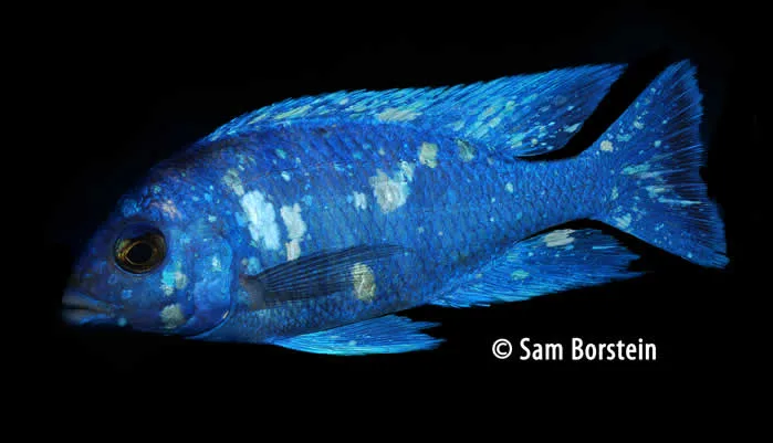 Placidochromis sp. “phenochilus tanzania”  Male
