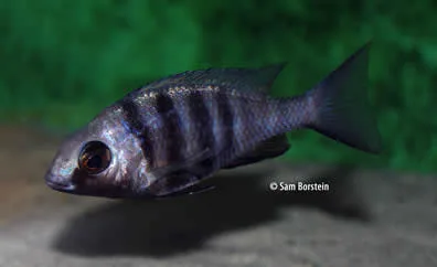 Placidochromis phenochilus Female
