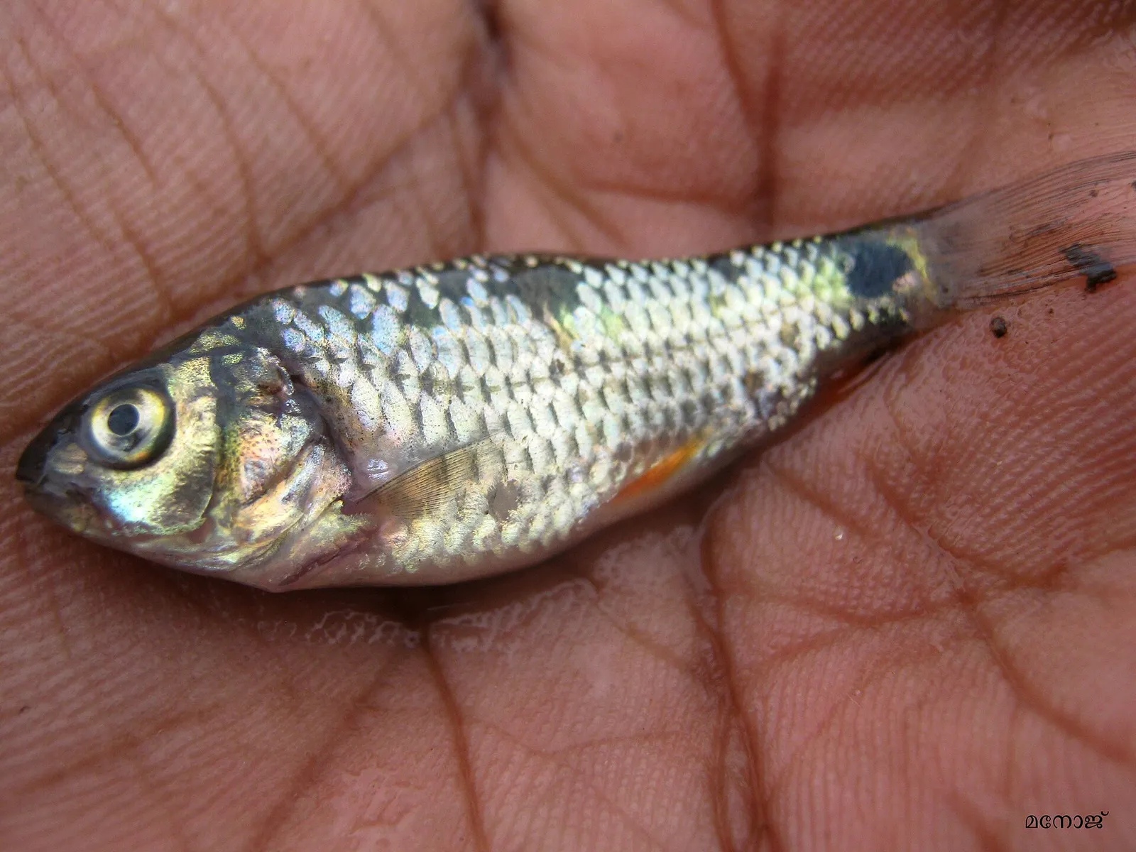 Redside barb (Plesiopuntius bimaculatus)