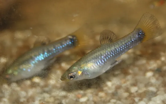 Blackbelly limia (Poecilia melanogaster)