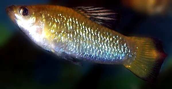 Perugia's limia (Poecilia perugiae)