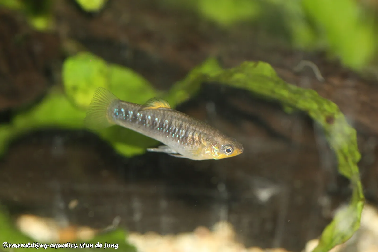 Tiburon Limia (Poecilia tridens)