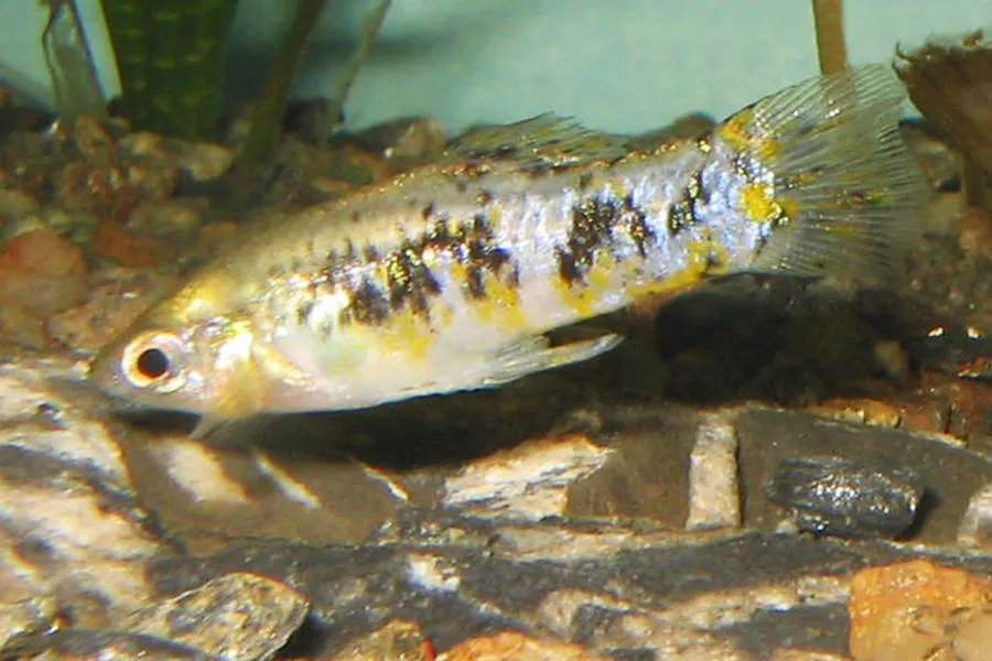 Cuban limia (Poecilia vittata)