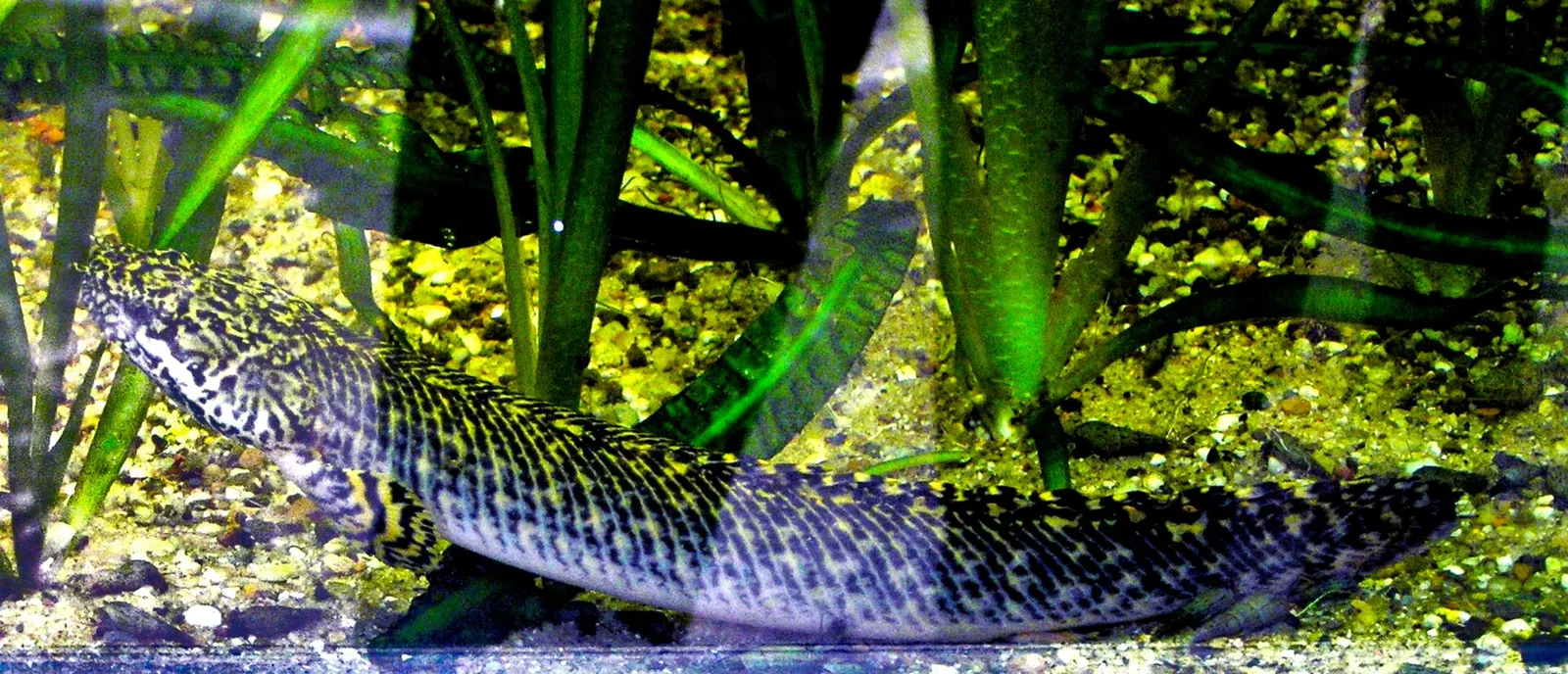 Marbled bichir (Polypterus palmas)