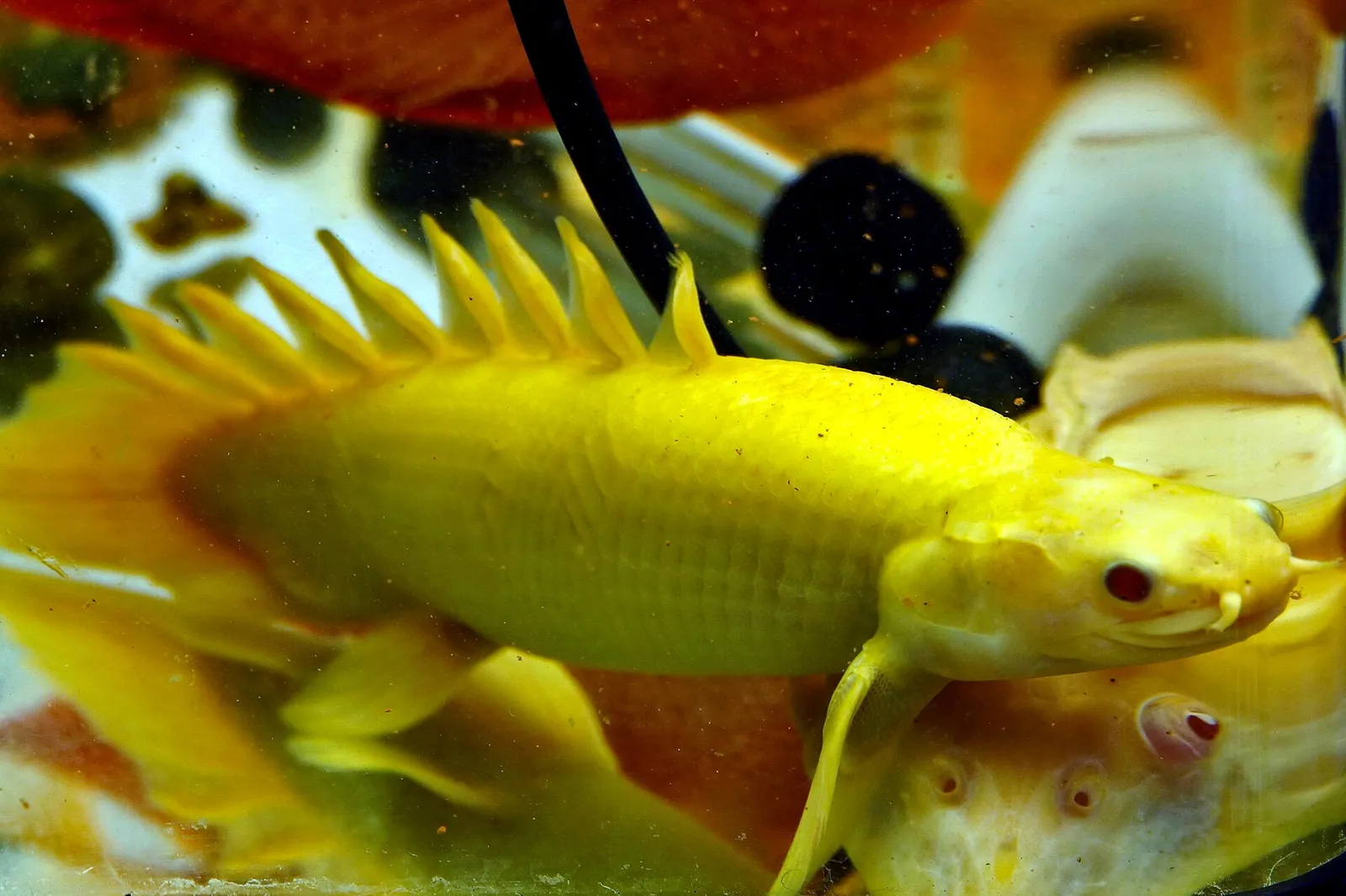 Senegal bichir (Polypterus senegalus)