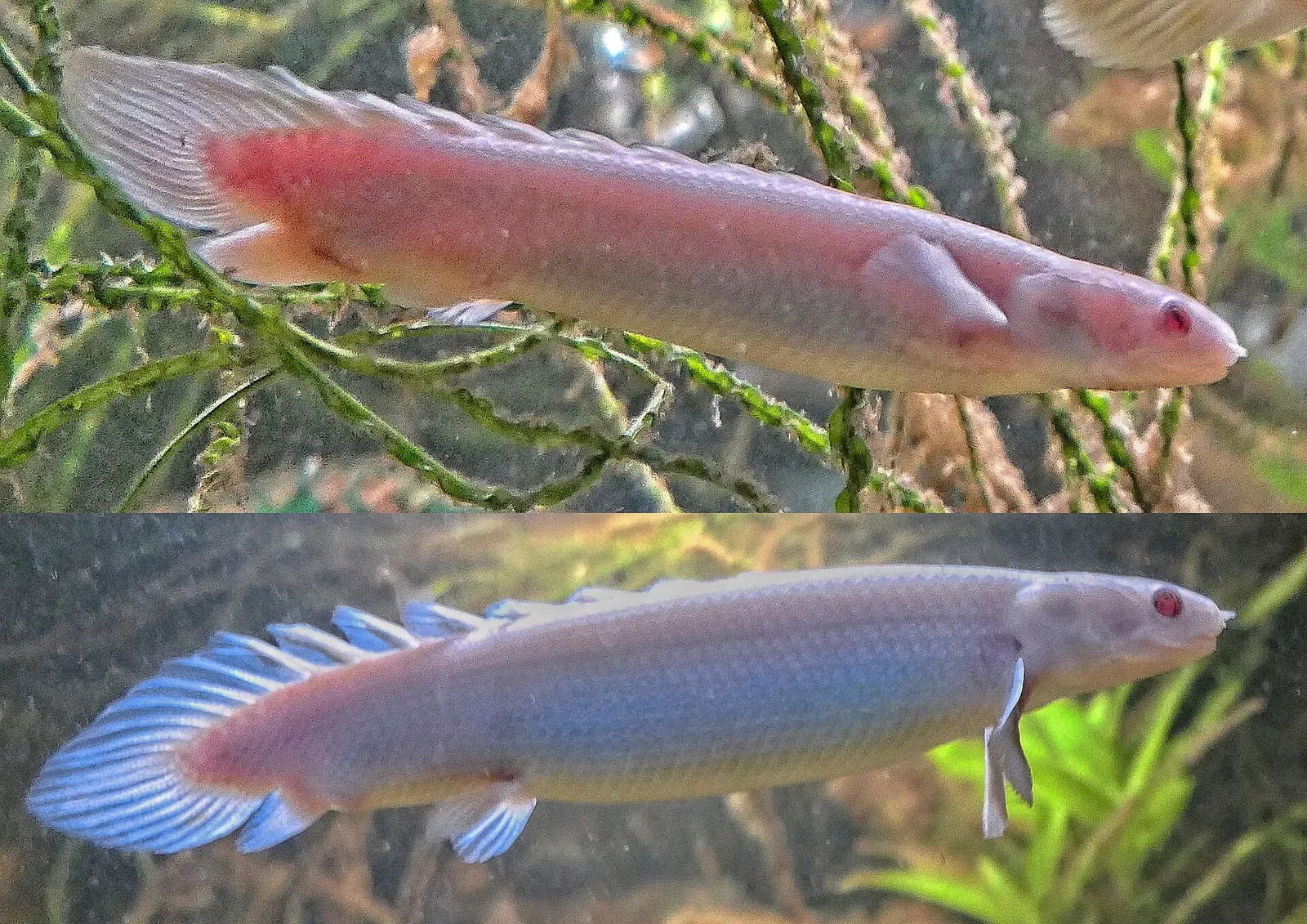 Senegal bichir (Polypterus senegalus)