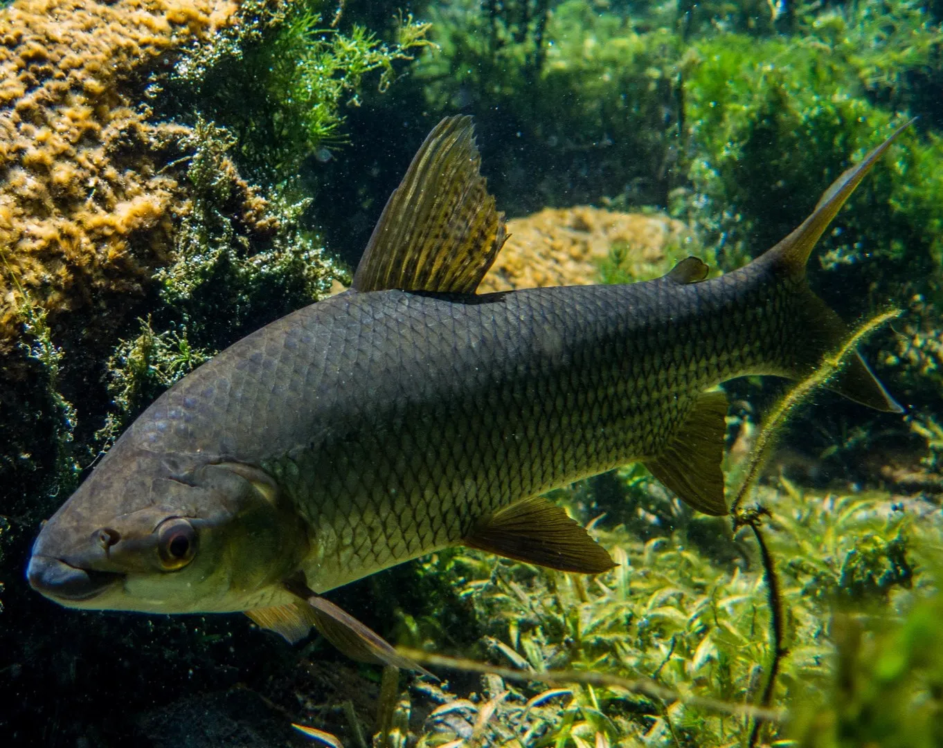 Streaked prochilod (Prochilodus lineatus)