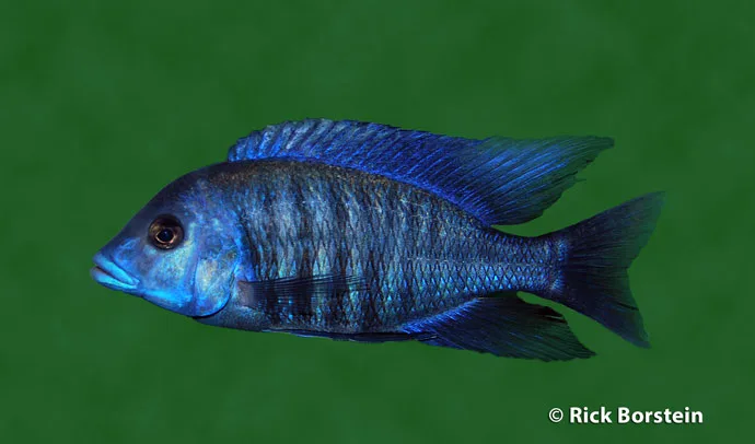 Protomelas annectens Male