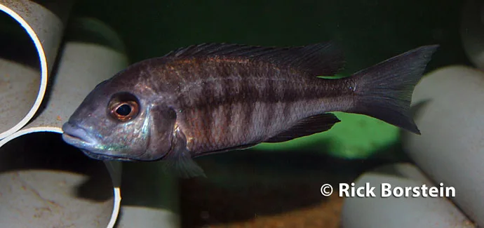 Protomelas annectens Female
