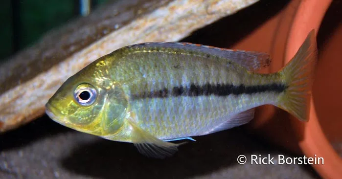 Protomelas labridens Female