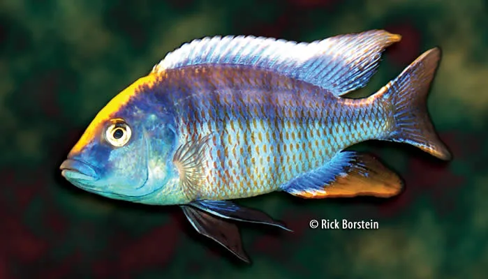 Protomelas spilonotus