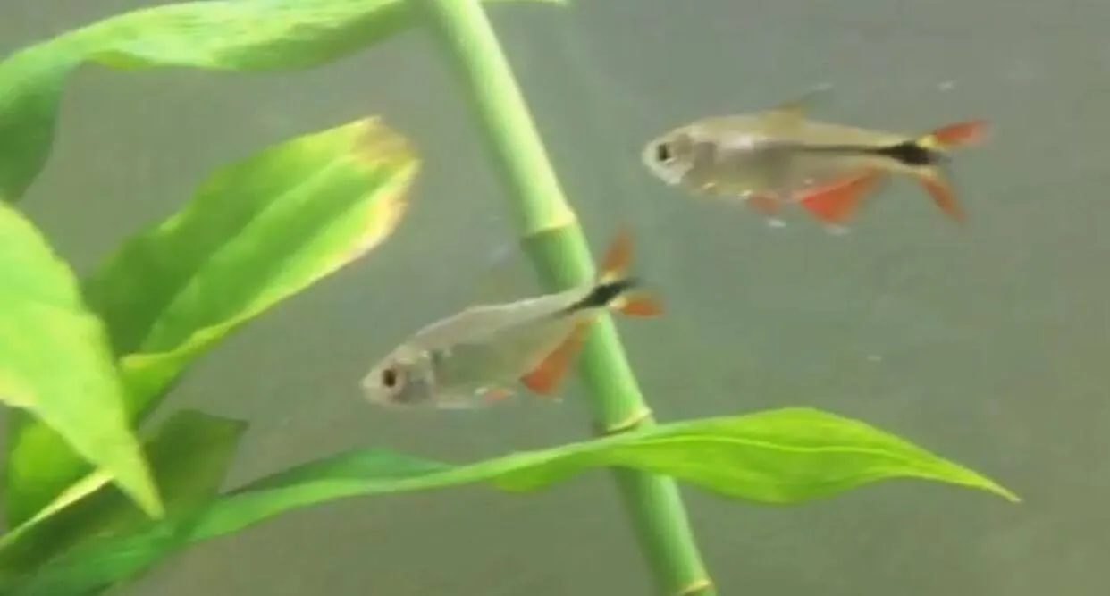 Buenos Aires Tetra (Psalidodon anisitsi)