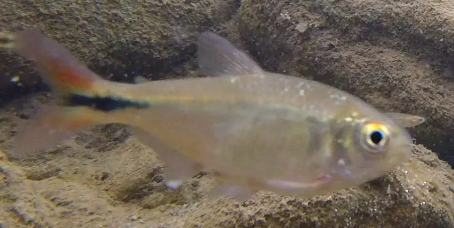 Psalidodon eigenmanniorum
