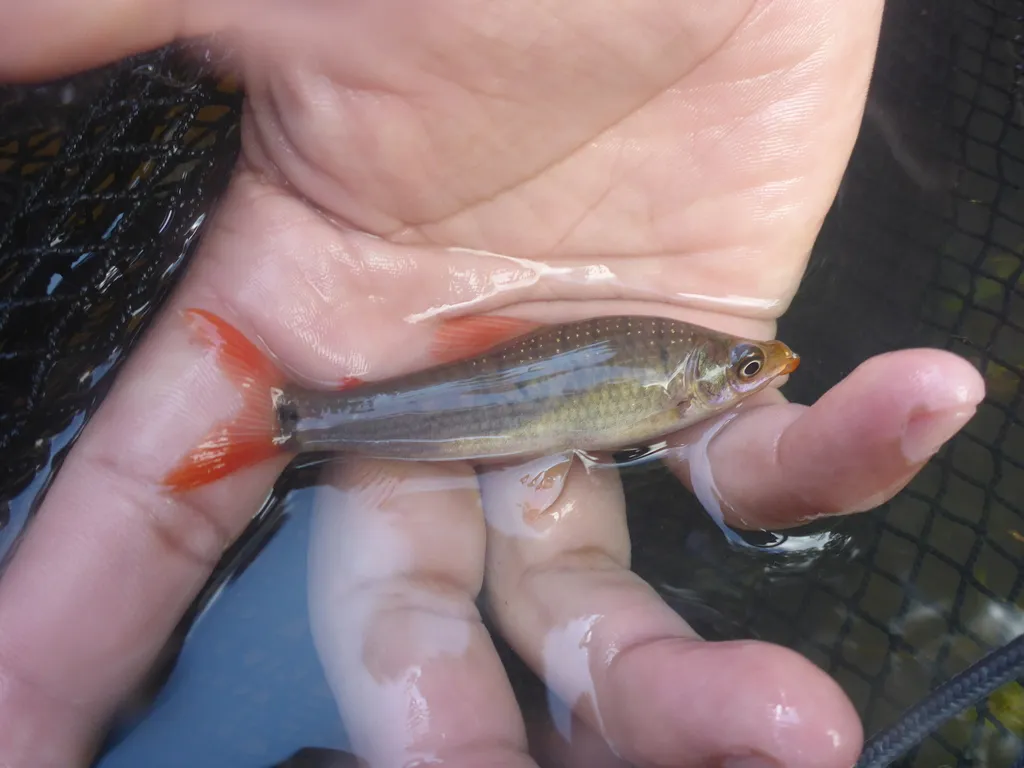 Threespot headstander (Pseudanos trimaculatus)