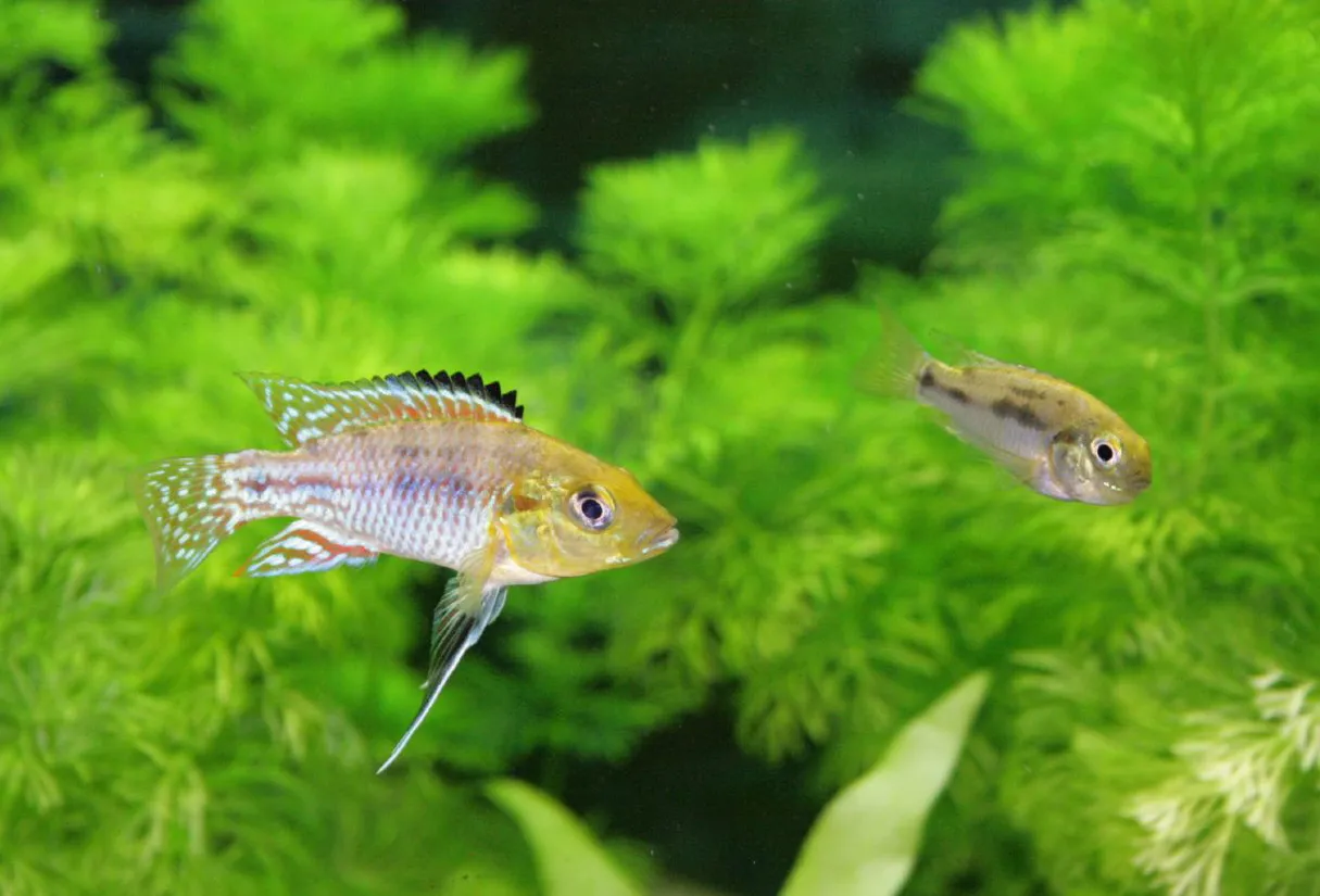 Egyptian mouthbrooder (Pseudocrenilabrus multicolor)