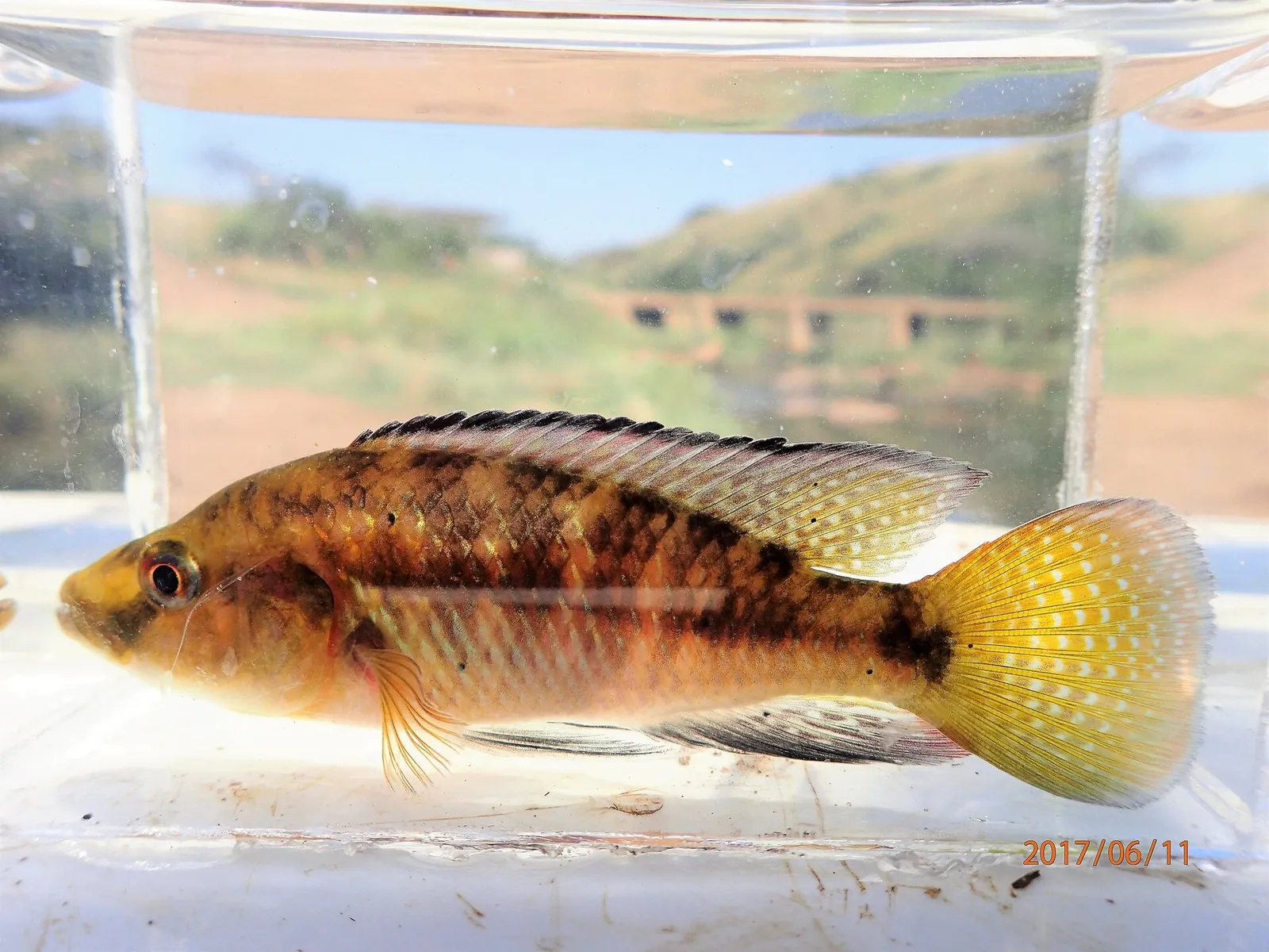 Pseudocrenilabrus philander