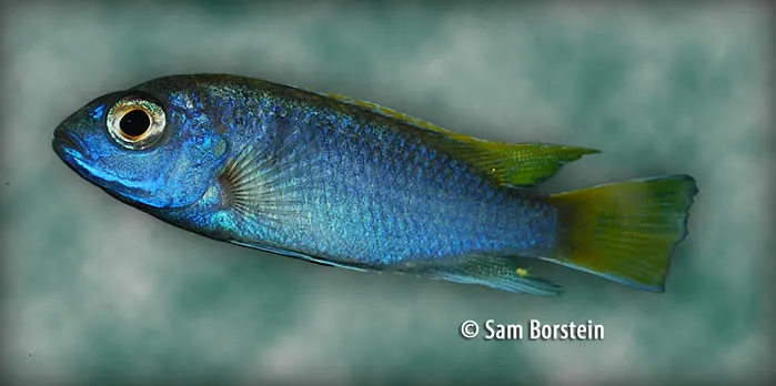 Pseudotropheus elegans