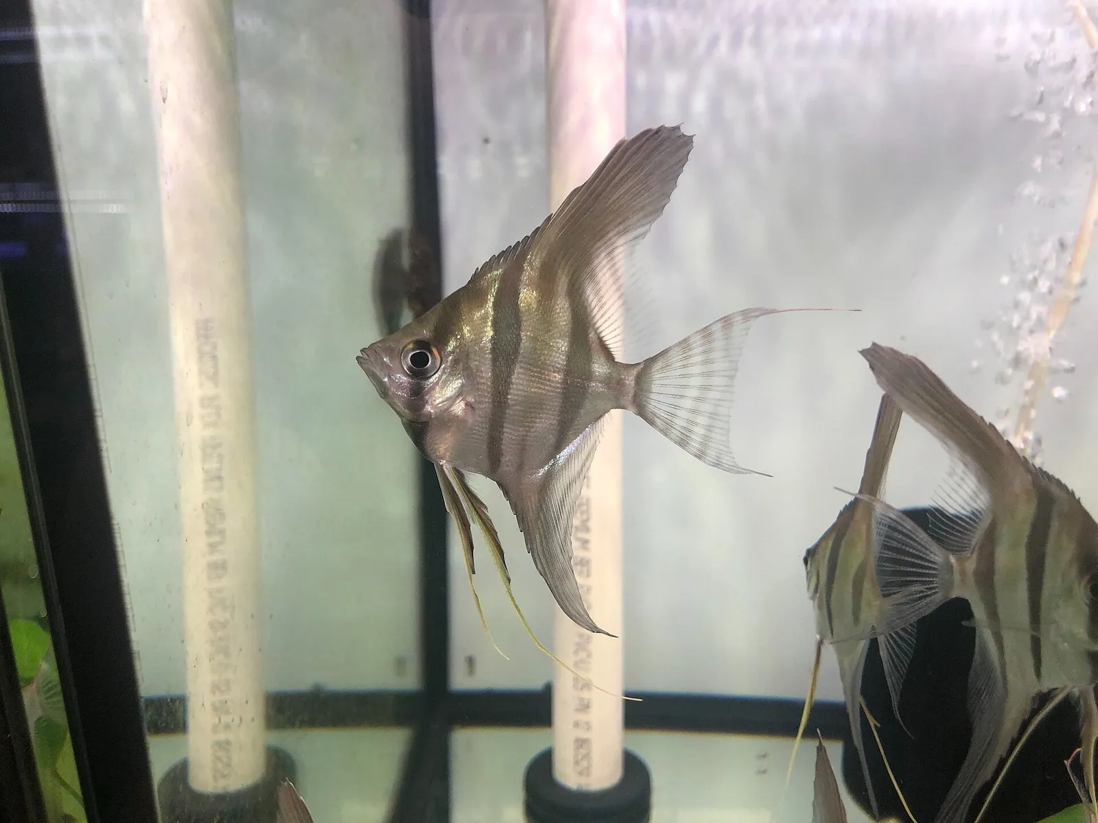 Altum angelfish (Pterophyllum altum)