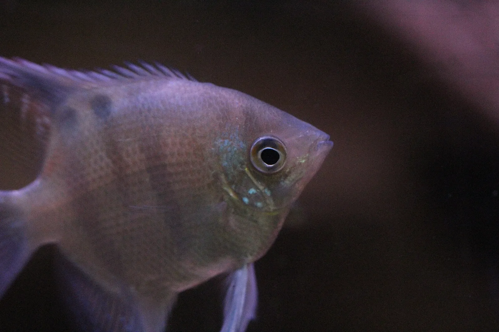 Leopold's angelfish (Pterophyllum leopoldi)