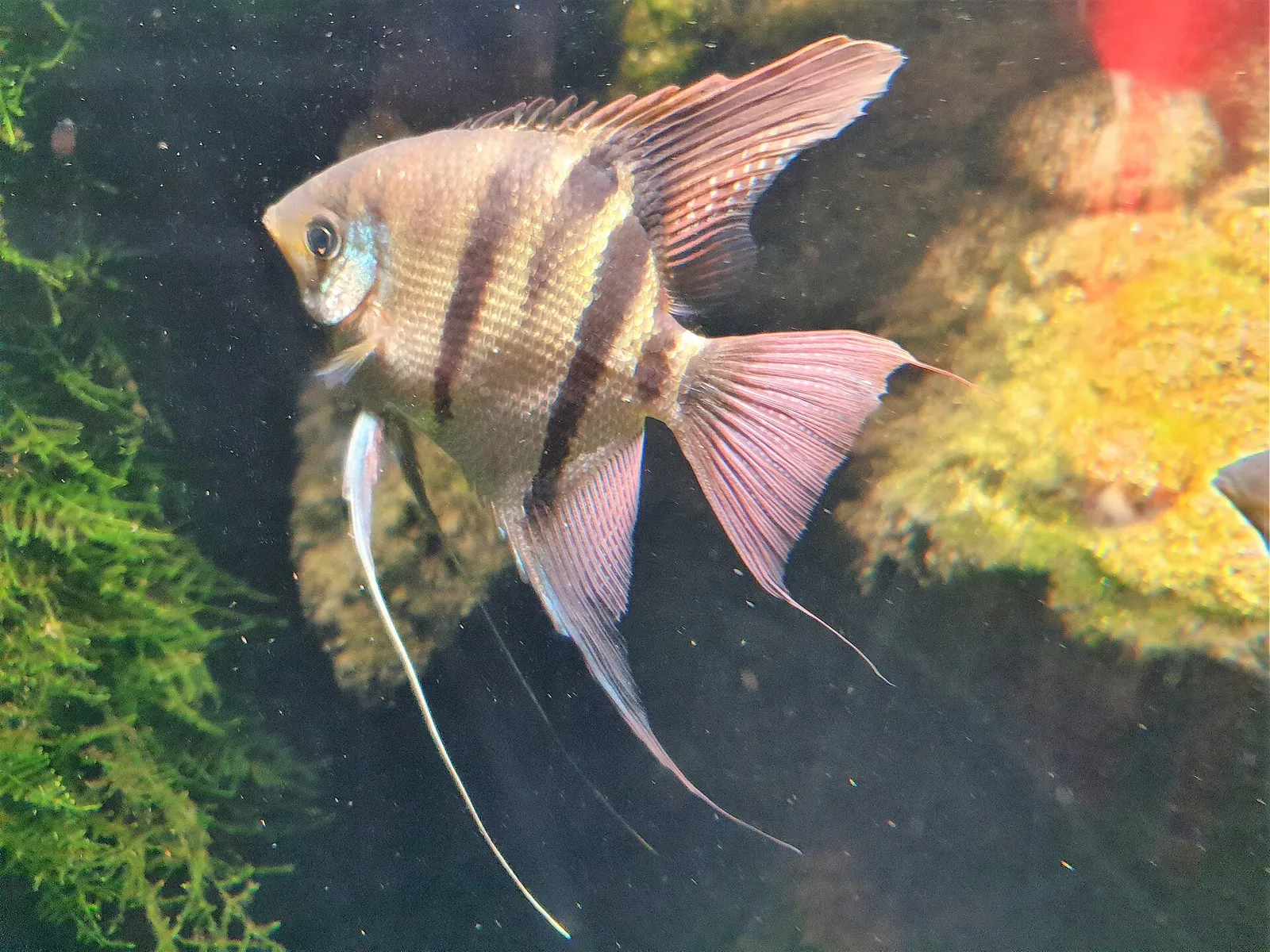Leopold's angelfish (Pterophyllum leopoldi)